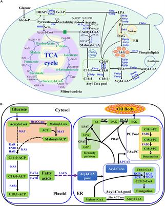 Advances in Metabolic Engineering of Saccharomyces cerevisiae for Cocoa Butter Equivalent Production